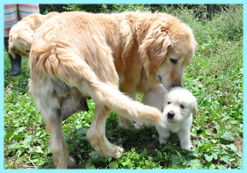 ゴールデンレトリバー　子犬販売の専門店　AngelWan　横浜
