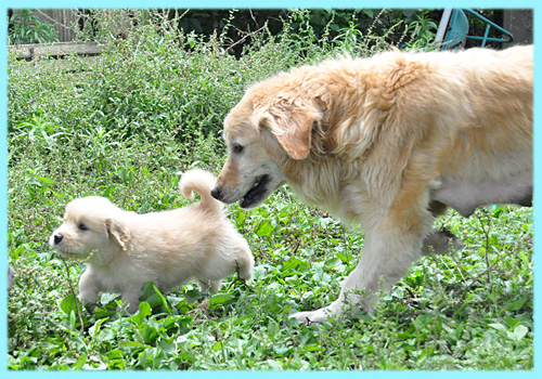 ゴールデンレトリバー 子犬販売の専門店 AngelWan 横浜