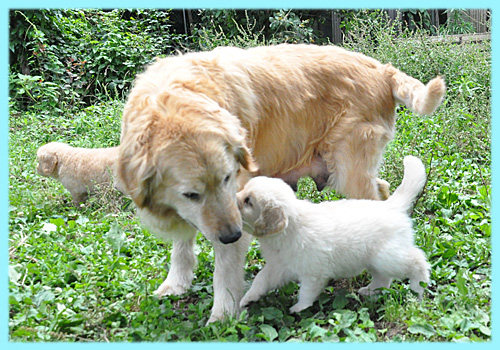 ゴールデンレトリバー　子犬販売の専門店　AngelWan　横浜