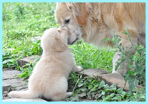 ゴールデンレトリバー 子犬販売の専門店 AngelWan 横浜