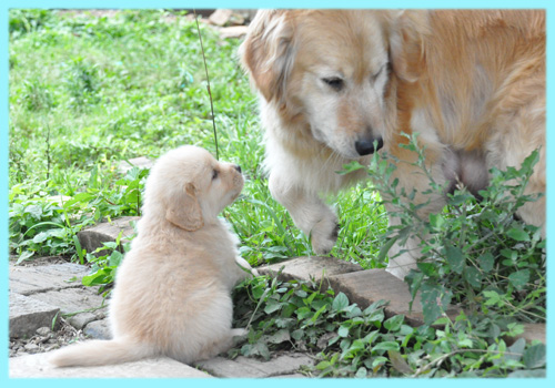 ゴールデンレトリバー 子犬販売の専門店 AngelWan 横浜