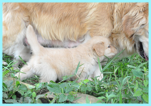 ゴールデンレトリバー 子犬販売の専門店 AngelWan 横浜