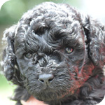 トイプードル ブラック メス 子犬販売の専門店 AngelWan 横浜