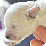 トイプードル ホワイト メス 子犬販売の専門店 AngelWan 横浜