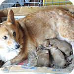 ミックス　コーギー　ミニチュアピンシャー　子犬販売の専門店　AngelWan　横浜