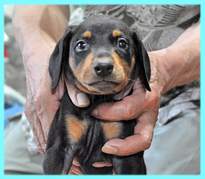 ドーベルマン オス ブラックタン 子犬販売の専門店 AngelWan 横浜