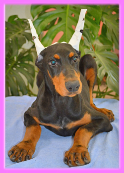 ドーベルマン　ブラックタン　メス　子犬販売の専門店　AngelWan　横浜