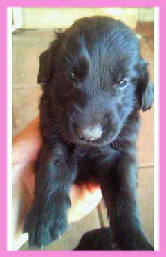 フラットコーテッドレトリバー　ブラック　メス　子犬販売の専門店　AngelWan　横浜