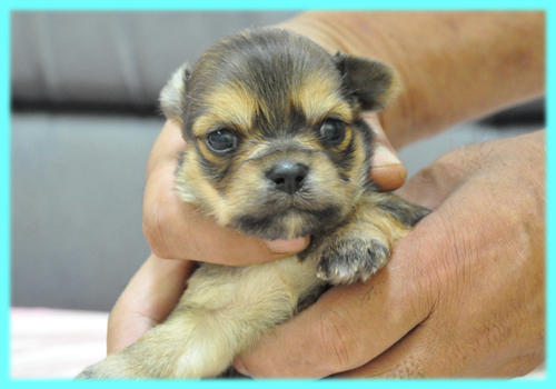 チワワ　ロングコート　フォーン　オス　子犬販売の専門店　AngelWan　横浜