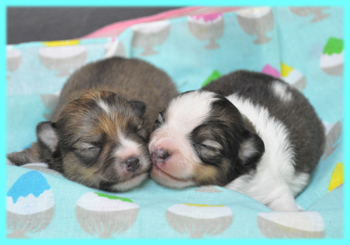 ミックス チワポメ オス 子犬販売の専門店 AngelWan 横浜