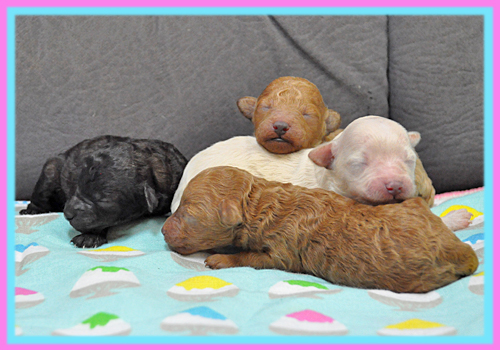 ミックス　マルプー　子犬販売の専門店　AngelWan　横浜