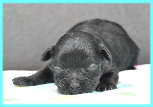 ミックス　ヨープー　ブラック　オス　子犬販売の専門店　AngelWan　横浜