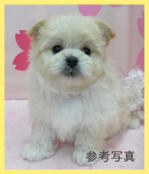 ミックス ポメプー 子犬販売の専門店 AngelWan 横浜