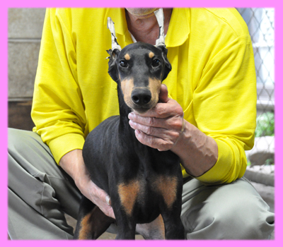 ドーベルマン　ブラックタン　メス　子犬販売の専門店　AngelWan　横浜