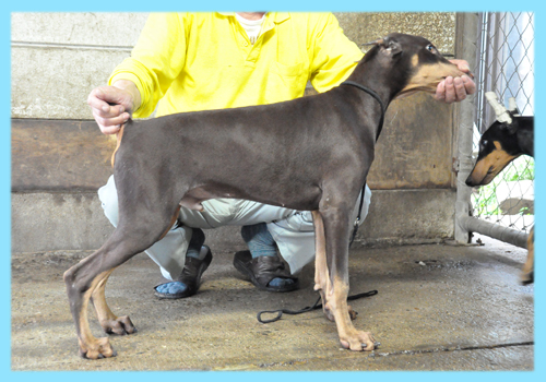 ドーベルマン　チョコレートタン　オス　子犬販売の専門店　AngelWan　横浜