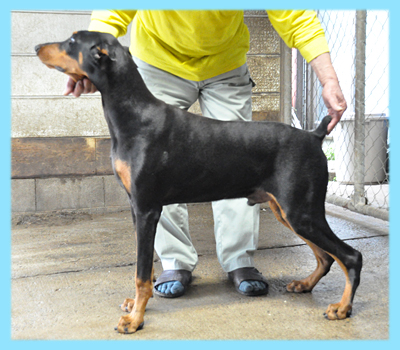 ドーベルマン　ブラックタン　オス　子犬販売の専門店　AngelWan　横浜