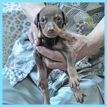 ドーベルマン　オス　チョコレートタン　子犬販売の専門店　AngelWan　横浜