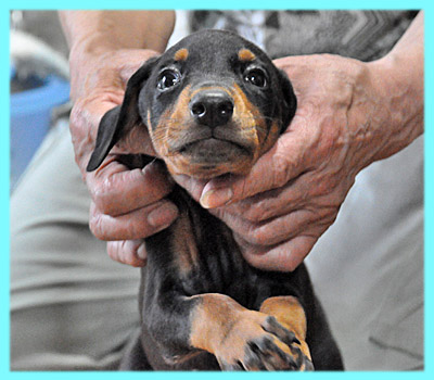 ドーベルマン オス ブラックタン 子犬販売の専門店 AngelWan 横浜