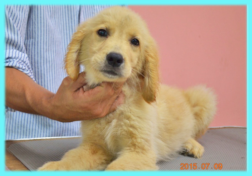 ゴールデンレトリバー　オス　子犬販売の専門店　AngelWan　横浜