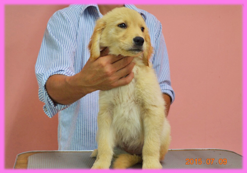 ゴールデンレトリバー　メス　子犬販売の専門店　AngelWan　横浜