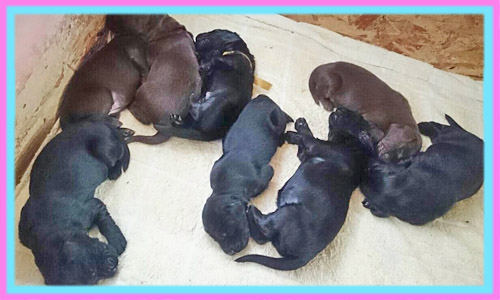 フラットコーテッドレトリバー　子犬販売の専門店　AngelWan　横浜