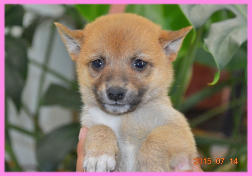 柴犬　豆柴　メス　子犬販売の専門店　AngelWan　横浜