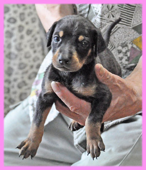 ドーベルマン　メス　ブラックタン　子犬販売の専門店　AngelWan　横浜