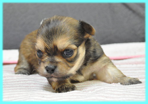 チワワ ロングコート フォーン オス 子犬販売の専門店 AngelWan 横浜