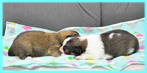 ミックス チワポメ オス 子犬販売の専門店 AngelWan 横浜