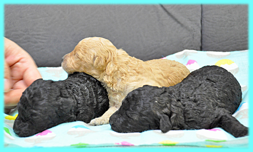 トイプードル　オス　子犬販売の専門店　AngelWan　横浜