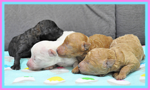 ミックス　マルプー　子犬販売の専門店　AngelWan　横浜