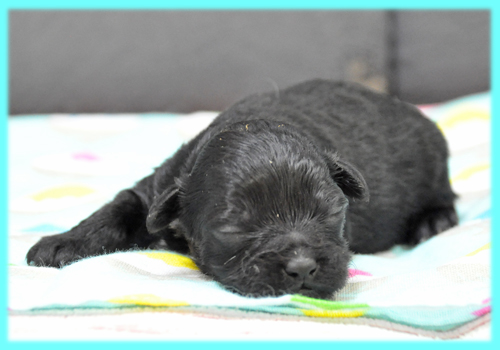 ミックス　ヨープー　ブラック　オス　子犬販売の専門店　AngelWan　横浜