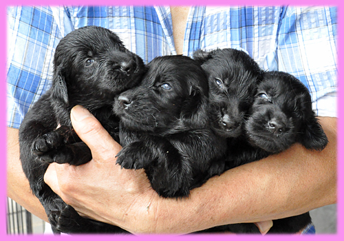 フラットコーテッドレトリバー　ブラック　メス　子犬販売の専門店　AngelWan　横浜