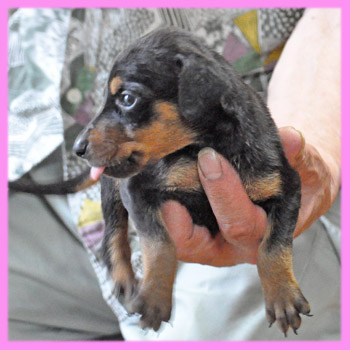 ドーベルマン　メス　ブラックタン　子犬販売の専門店　AngelWan　横浜