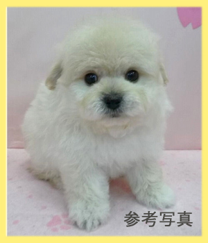 ミックス ポメプー 子犬販売の専門店 AngelWan 横浜