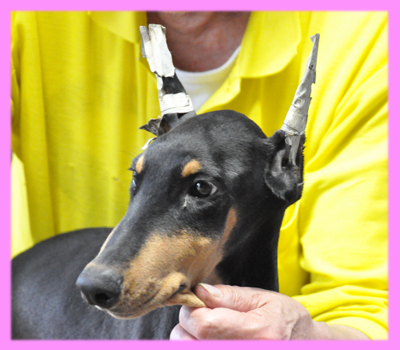 ドーベルマン　ブラックタン　メス　子犬販売の専門店　AngelWan　横浜