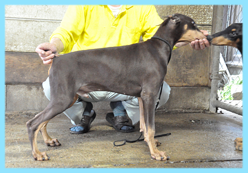 ドーベルマン　チョコレートタン　オス　子犬販売の専門店　AngelWan　横浜