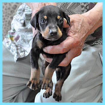 ドーベルマン　オス　ブラックタン　子犬販売の専門店　AngelWan　横浜