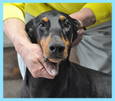 ドーベルマン　ブラックタン　オス　子犬販売の専門店　AngelWan　横浜