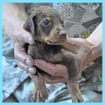 ドーベルマン　オス　チョコレートタン　子犬販売の専門店　AngelWan　横浜