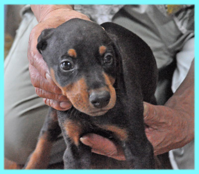 ドーベルマン オス ブラックタン 子犬販売の専門店 AngelWan 横浜