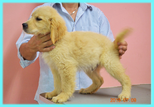 ゴールデンレトリバー　オス　子犬販売の専門店　AngelWan　横浜