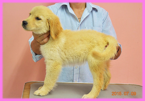 ゴールデンレトリバー　メス　子犬販売の専門店　AngelWan　横浜