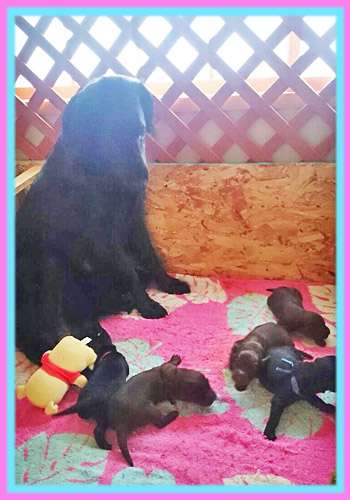 フラットコーテッドレトリバー　子犬販売の専門店　AngelWan　横浜