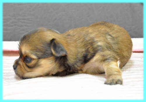 チワワ ロングコート フォーン オス 子犬販売の専門店 AngelWan 横浜