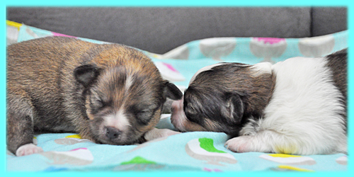 ミックス チワポメ オス 子犬販売の専門店 AngelWan 横浜