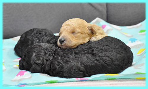 トイプードル　オス　子犬販売の専門店　AngelWan　横浜