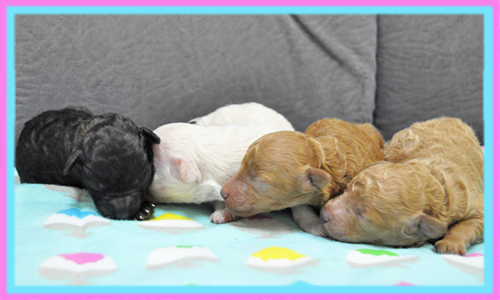 ミックス　マルプー　子犬販売の専門店　AngelWan　横浜