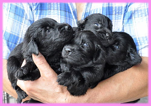 フラットコーテッドレトリバー　ブラック　メス　子犬販売の専門店　AngelWan　横浜