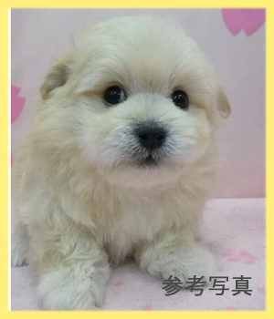 ミックス ポメプー 子犬販売の専門店 AngelWan 横浜